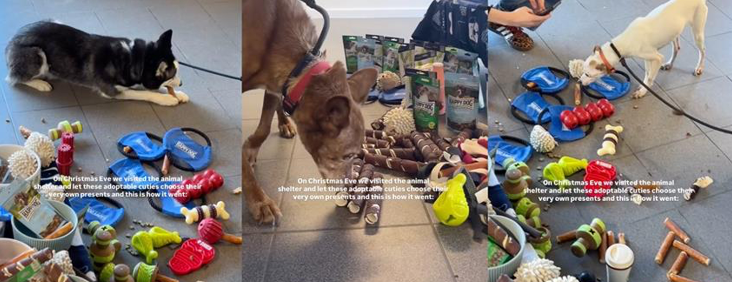 Mechelse asielhonden vrolijk het nieuwe jaar in met Happy Dog Mechelse asielhonden vrolijk het nieuwe jaar in met Happy Dog