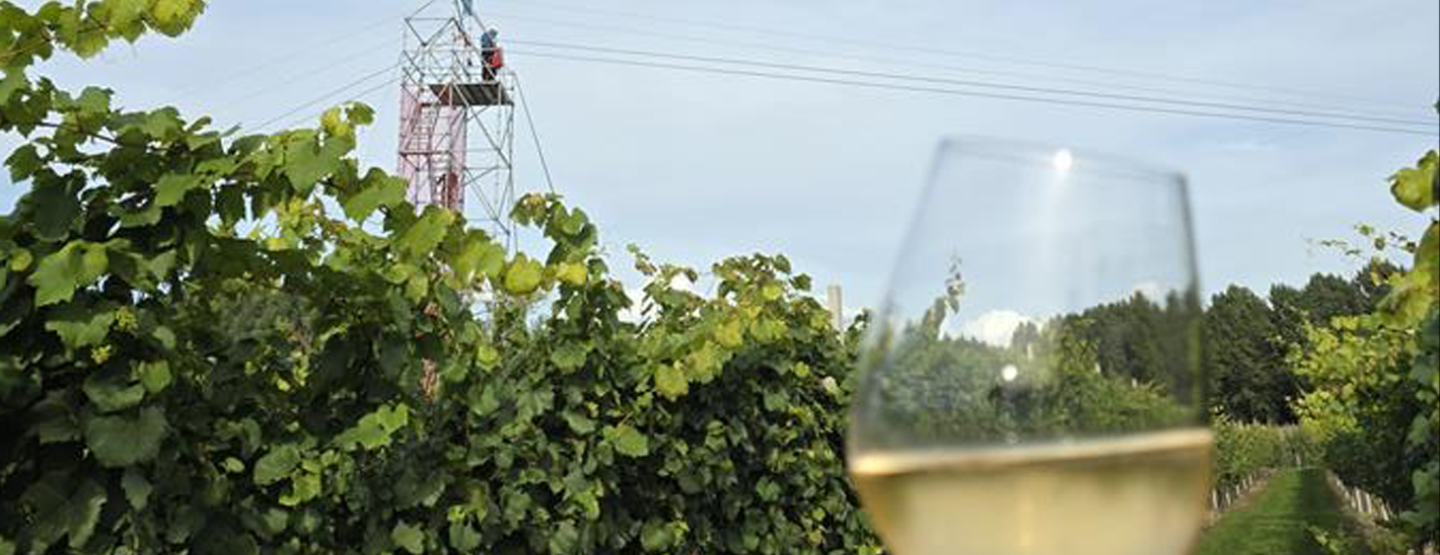 Zip & Sip: Bekroonde Limburgse topwijn én spectaculair vliegen over de wijngaard! Zip & Sip: Bekroonde Limburgse topwijn én spectaculair vliegen over de wijngaard!